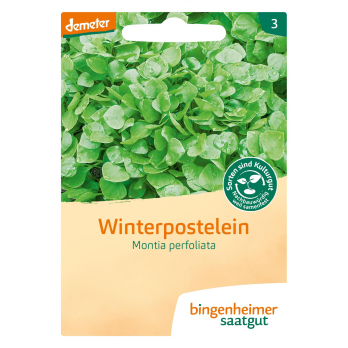 Saatgut  Winterpostelein