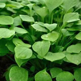 Bunter Portulak-Quinoa-Salat