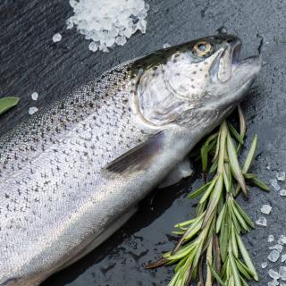 Bio Forelle frisch ganz ca.450g