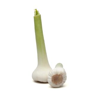 Knoblauch frisch