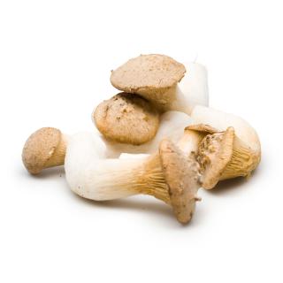 Kräuterseitlinge