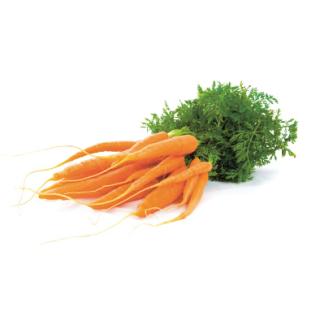 Möhren Bundmöhren