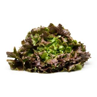 Salat Batavia, rot