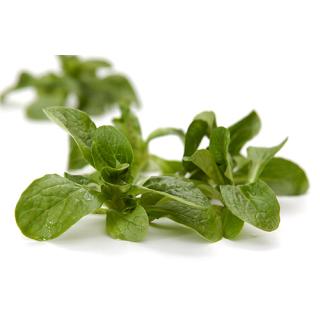Salat Feldsalat