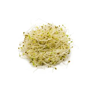 Sprossen  Brokkolisprossen