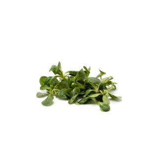 Feldsalat Duneklgrüner Vollherziger