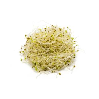 Sprossen  Brokkolisprossen