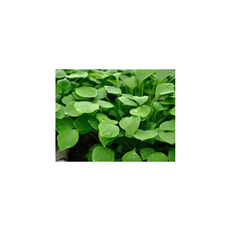 Bunter Portulak-Quinoa-Salat