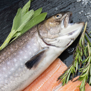 Bio Saibling frisch ganz ca.600g