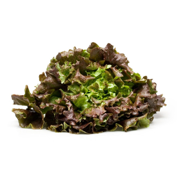 Salat Batavia, rot