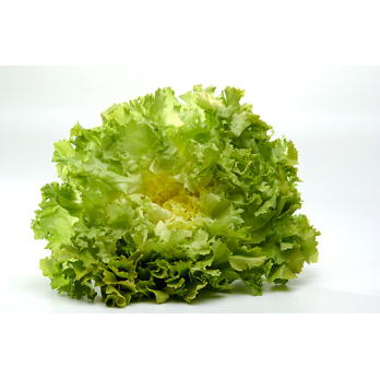 Salat Endivien