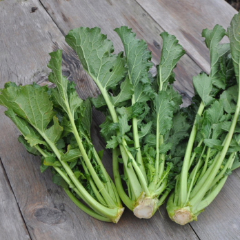 Cima di Rapa/Stängelkohl