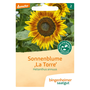 Saatgut  Sonnenblume La Torre